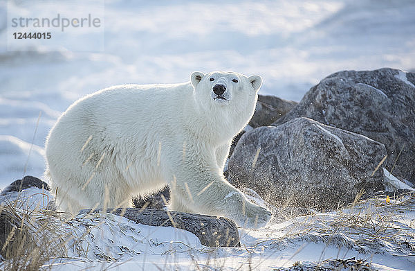 Eisbär (Ursus maritimus) im Schnee im Gegenlicht der aufgehenden Sonne  Churchill  Manitoba  Kanada