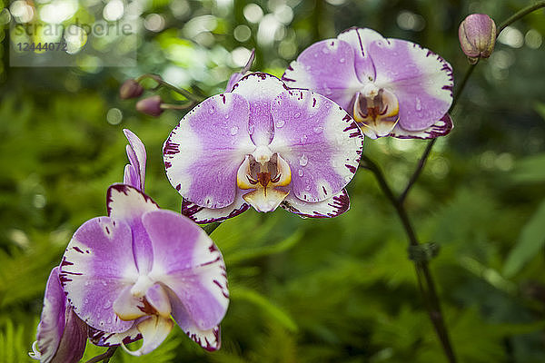 Blühende Orchideen im Orchideengarten  Hawaii Tropical Botanical Garden in Onomea Valley and Bay  nahe Hilo  Insel Hawaii  Hawaii  Vereinigte Staaten von Amerika