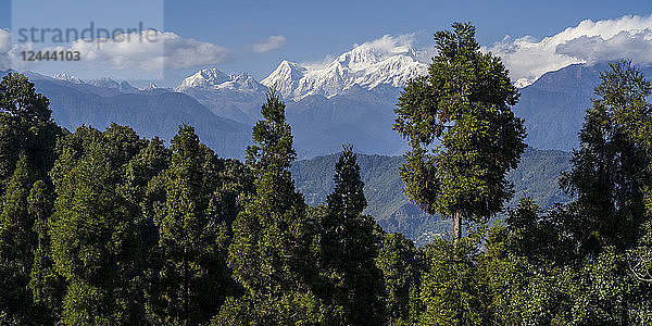 Zerklüftete schneebedeckte Gipfel des Himalaya mit üppigem Laub auf Bäumen im Vordergrund  Kaluk  Sikkim  Indien