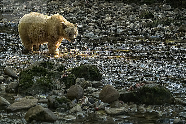 Geisterbär oder Kermodebär (Ursus americanus kermodei) beim Spaziergang in einem Bach im Great Bear Rainforest  Hartley Bay  British Columbia  Kanada