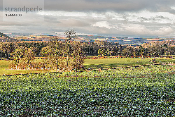 Blick über ein Kohlfeld hinaus auf die fernen Cheviot-Hügel  Northumberland  England