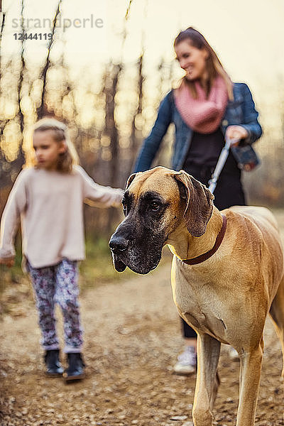 Eine junge Mutter und ihre Tochter gehen an einem warmen Herbstabend mit ihrer Deutschen Dogge in einem Park spazieren; Edmonton  Alberta  Kanada