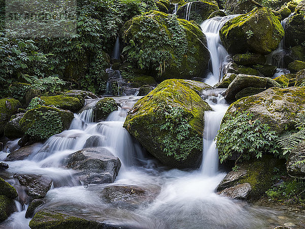 Bewegungsunschärfe von Wasser  das über mit Moos und Blättern bedeckte Felsen fließt  Dorf Bhalu Khop  Sikkim  Indien