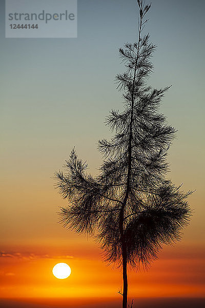 Glühender Sonnenuntergang hinter der Silhouette eines Ironwood-Baums  Kohala-Berg  Insel Hawaii  Hawaii  Vereinigte Staaten von Amerika