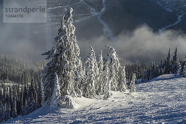 Frostige  schneebedeckte Nadelbäume auf den Bergen in einem Skigebiet; Sun Peaks  British Columbia  Kanada