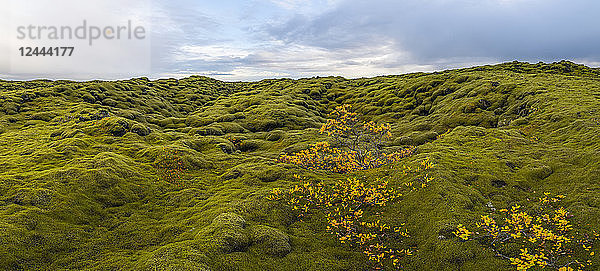 Panoramabild von moosbewachsener Lava entlang der Südküste Islands  Island