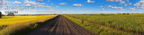 Ein Weizenfeld und ein Erbsenfeld  getrennt durch eine Schotterstraße in der Region Edmonton  Alberta  Kanada