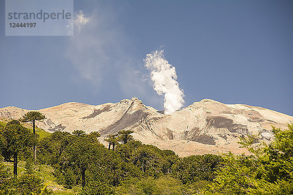 Rauchender Vulkan; Cavahue  Neuquen  Argentinien