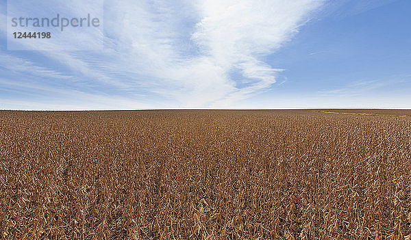 Erntereifes Sojabohnenfeld bei Nerstrand  Minnesota  Vereinigte Staaten von Amerika