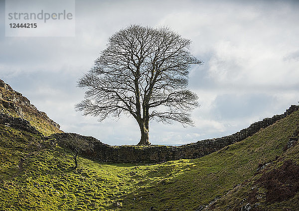 Berühmter Platanenbaum am Hadrianswall  allgemein bekannt als Sycamore Gap . Der Baum wurde 2016 zum Baum des Jahres in England ernannt. Auch in dem Film Robin Hood Prince of Thieves von 1991 zu sehen  Northumberland  England