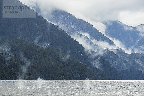 Buckelwale (Megaptera novaeangliae) atmen Luft ein  bevor sie in den Gewässern des Great Bear Rainforest tauchen  Hartley Bay  British Columbia  Kanada