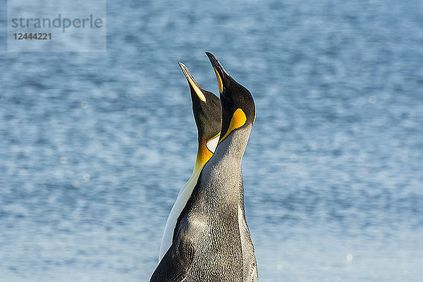 Zwei Königspinguine (Aptenodytes patagonicus) blicken nach oben und zeigen ihre farbenfrohen Hälse und Schnäbel; Ushuaia  Tierra del Fuego  Argentinien