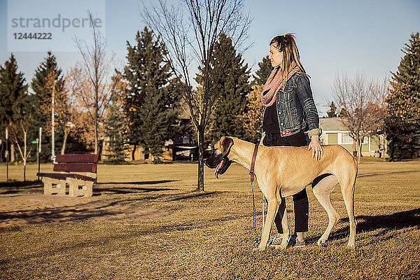 Eine schöne Frau bleibt stehen  während sie mit ihrer Dogge an einem warmen Herbstabend durch den Wald in einem Stadtpark geht; Edmonton  Alberta  Kanada