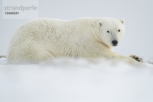 Eisbär (Ursus maritimus) liegt im Schnee  Churchill  Manitoba  Kanada