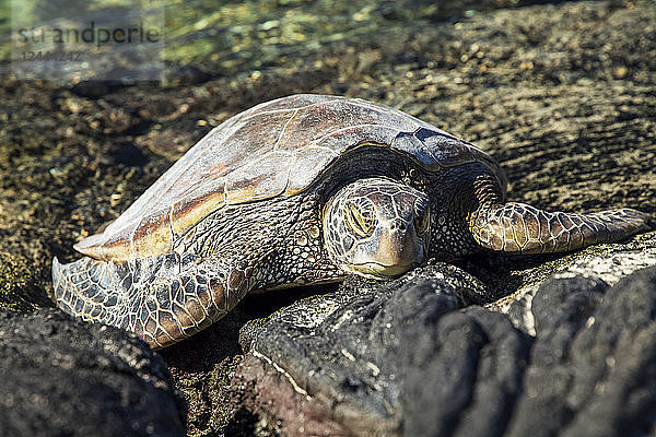 Grüne Meeresschildkröte (Chelonia mydas)  ruhend auf Lavafelsen in der Kiholu-Bucht  Süd-Kohala-Küste  Insel Hawaii  Hawaii  Vereinigte Staaten von Amerika