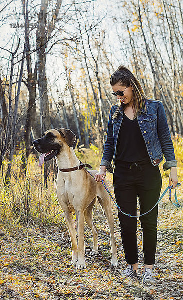 Eine schöne Frau bleibt stehen  während sie mit ihrer Dogge an einem warmen Herbstabend durch den Wald in einem Stadtpark geht; Edmonton  Alberta  Kanada