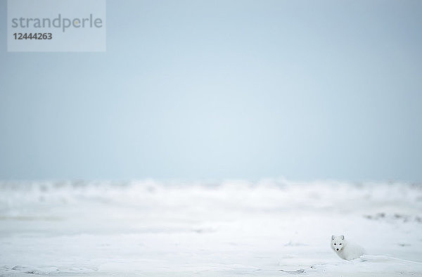 Polarfuchs (Vulpes lagopus) im Schnee an der Küste der Hudson Bay  Churchill  Manitoba  Kanada