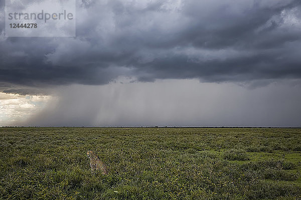 Gepard (Acinonyx jubatus)  im Gras sitzend  während in der Ferne ein Sturm tobt  Ndutu  Tansania