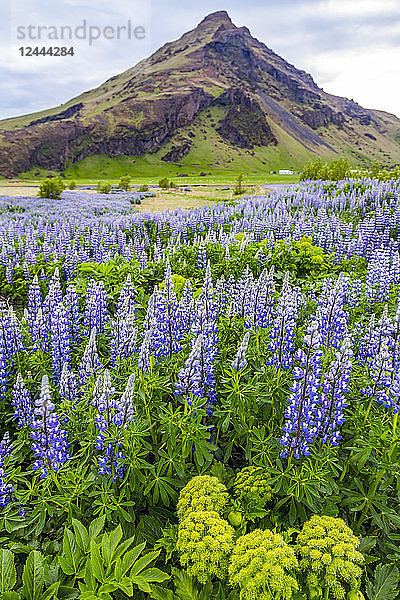 Ein Feld mit bunten wilden Lupinenblüten vor einem vulkanischen Berggipfel  Island