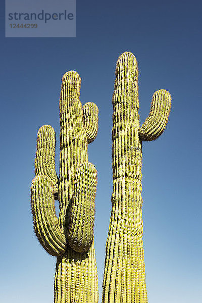 Ein Paar ausgewachsener Saguaro-Kakteen (Carnegiea gigantea) in der Sonoran-Wüste vor blauem Himmel  Arizona  Vereinigte Staaten von Amerika