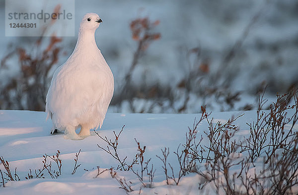 Moorschneehuhn (Lagopus lagopus) im Schnee  Churchill  Manitoba  Kanada