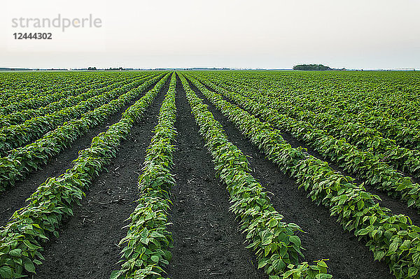 Anbau von Sojabohnen auf einem Feld  Minnesota  Vereinigte Staaten von Amerika