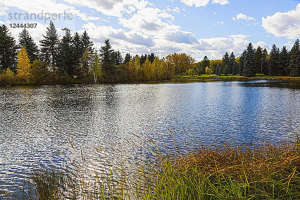 Ein ruhiger See  in dem sich herbstlich gefärbte Bäume spiegeln  Edmonton  Alberta  Kanada