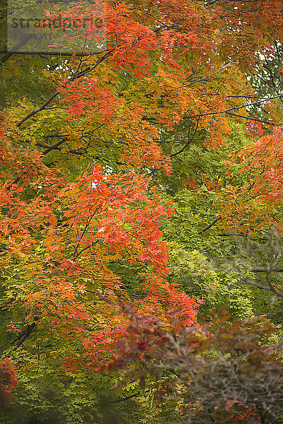 Herbstfarben auf Bäumen  Chagrin Falls  Ohio  Vereinigte Staaten von Amerika