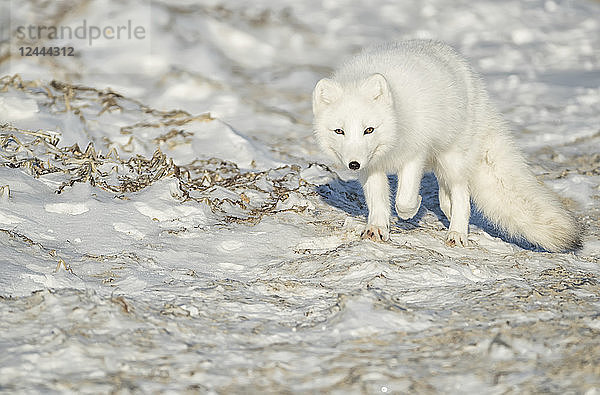 Polarfuchs (Vulpes lagopus) beim Spaziergang im Schnee  Churchill  Manitoba  Kanada