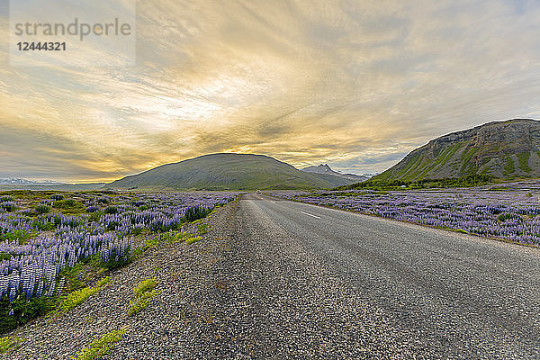 Ein Blick auf den Sonnenuntergang hinter der breiten offenen Straße  die durch Felder mit lila Lupinenblüten und die Berglandschaft führt  Island