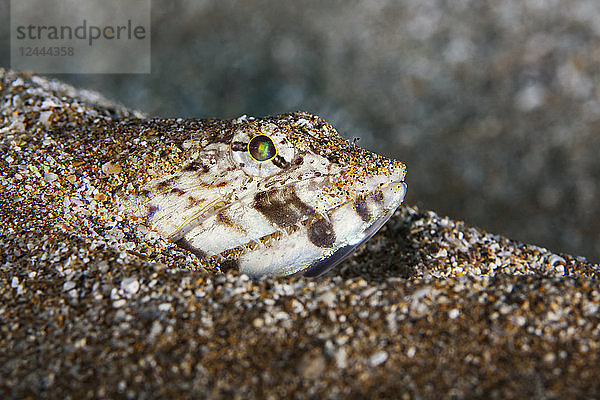 Nahaufnahme eines im Sand eingegrabenen Eidechsenfisches (Synodontidae)  Maui  Hawaii  Vereinigte Staaten von Amerika