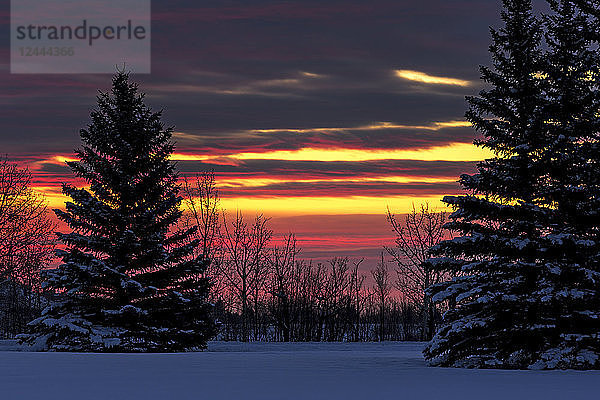 Bunte Wolken bei Sonnenaufgang mit schneebedeckten immergrünen Bäumen in einem Feld; Calgary  Alberta  Kanada