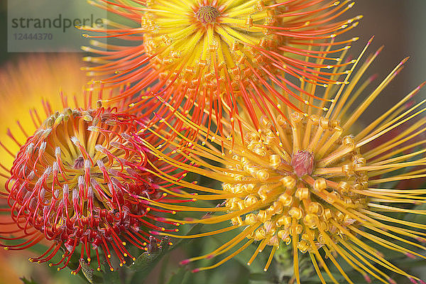 Nadelkissen-Protea (Leucospermum)  Kula  Maui  Hawaii  Vereinigte Staaten von Amerika