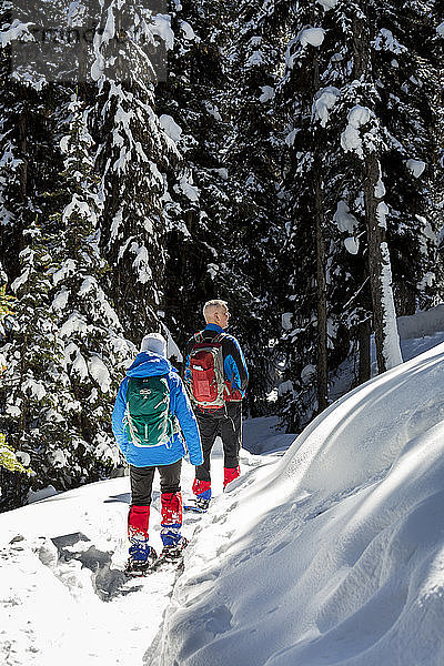 Schneeschuhwanderer und Schneeschuhwanderin auf einem schneebedeckten Weg mit schneebedeckten immergrünen Bäumen im Hintergrund  Banff National Park; Lake Louise  Alberta  Kanada