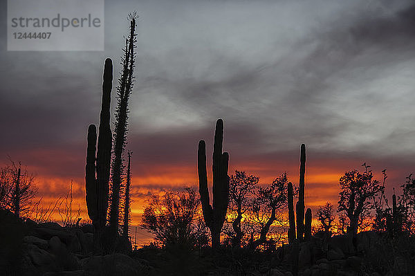 Silhouettierte Kaktuspflanzen in einem glühenden Sonnenuntergang  Catavina  Baja California  Mexiko