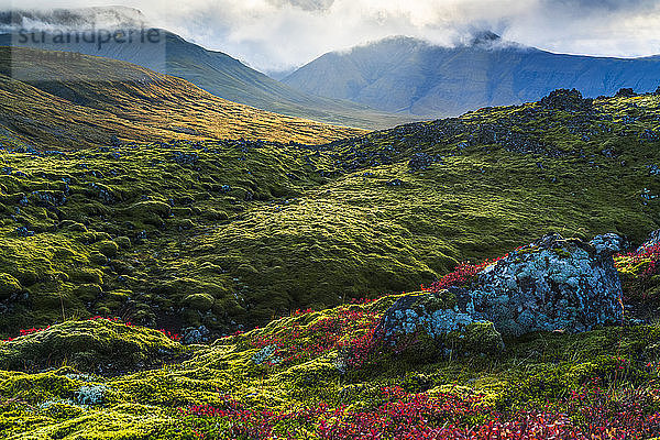 Schöne Farben auf den moosbewachsenen Lavafeldern auf der Halbinsel Snaefellsness  Island