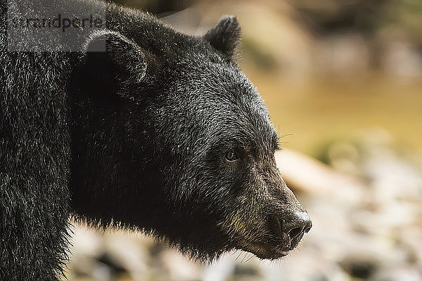 Nahaufnahme des Kopfes eines Schwarzbären (Ursus americanus)  Great Bear Rainforest  Hartley Bay  British Columbia  Kanada