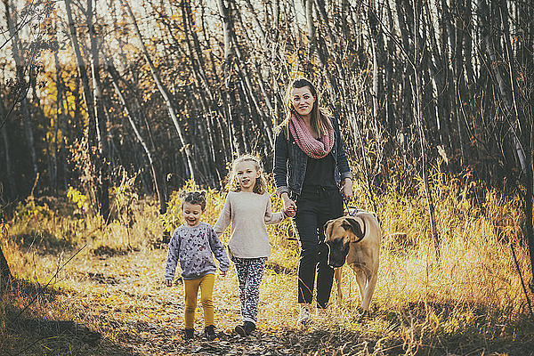 Eine schöne Mutter und ihre beiden kleinen Töchter gehen an einem warmen Herbstabend mit ihrer Dogge durch den Wald in einem Stadtpark; Edmonton  Alberta  Kanada