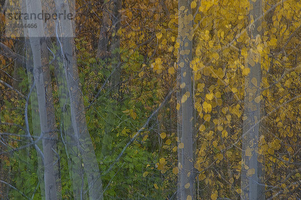 Sanfte Herbstlaubfarben im Denali National Park & Preserve  Inneres Alaska  Herbst