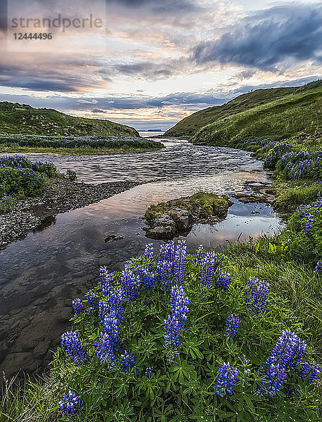 Sonnenuntergang über einem Bach bei Hofsos  Nordisland  mit Lupinen im Vordergrund  Hofsos  Island