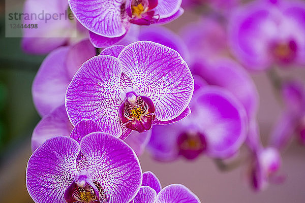 Lila Phalaenopsis-Orchidee  Paia  Maui  Hawaii  Vereinigte Staaten von Amerika