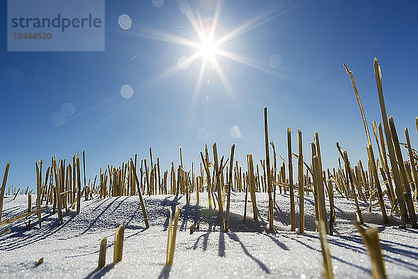 Nahaufnahme von Getreidestoppeln auf einem schneebedeckten Feld mit Sonnenaufgang und blauem Himmel; Alberta  Kanada