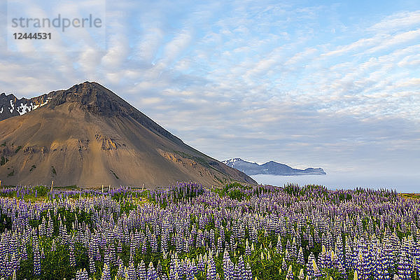 Eine wunderschöne vulkanische Bergszene mit Wolkenfetzen und blauem Himmel wird im späten Abendlicht hinter einem Feld voller Lupinen-Wildblumen akzentuiert  Island