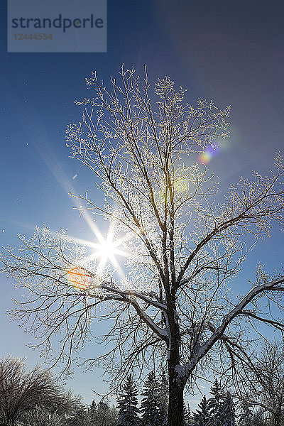 Vereister Baum mit Sonnenschliff und blauem Himmel; Calgary  Alberta  Kanada