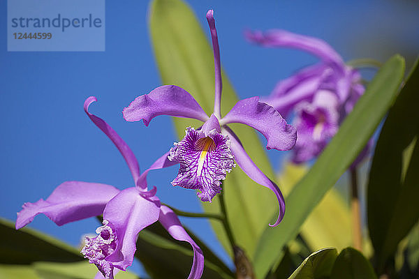 Lila Orchidee (Cattleya maxima)  Paia  Maui  Hawaii  Vereinigte Staaten von Amerika