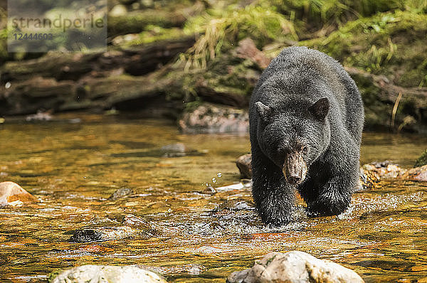 Schwarzbär (Ursus americanus) beim Fischen im Great Bear Rainforest  Hartley Bay  British Columbia  Kanada