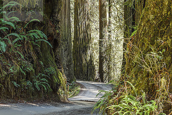 Mammutbäume und Pfad  Jedediah Smith Redwoods State Park  Crescent City  Kalifornien  Vereinigte Staaten von Amerika
