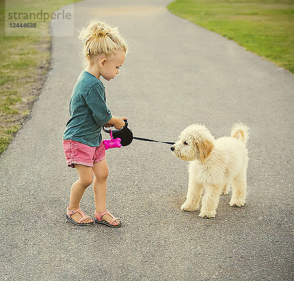 Ein kleines Mädchen geht mit ihrem Labradoodle in einem Park spazieren  als er sich entscheidet  störrisch und unkooperativ zu werden  Spruce Grove  Alberta  Kanada