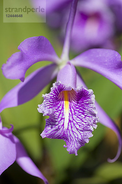 Lila Orchidee (Cattleya maxima)  Paia  Maui  Hawaii  Vereinigte Staaten von Amerika