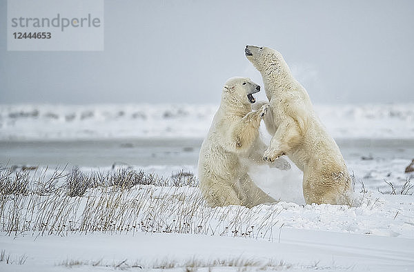 Eisbären (Ursus maritimus) spielen Sparring  während sie auf die Eisbildung in der Hudson Bay warten  Churchill  Manitoba  Kanada